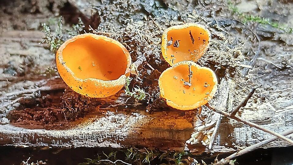 Der Orangerote Becherling, ein Vertreter der Zersetzer unter den Kleinpilzen.