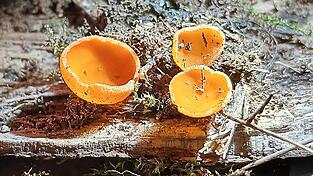 Der Orangerote Becherling, ein Vertreter der Zersetzer unter den Kleinpilzen.
