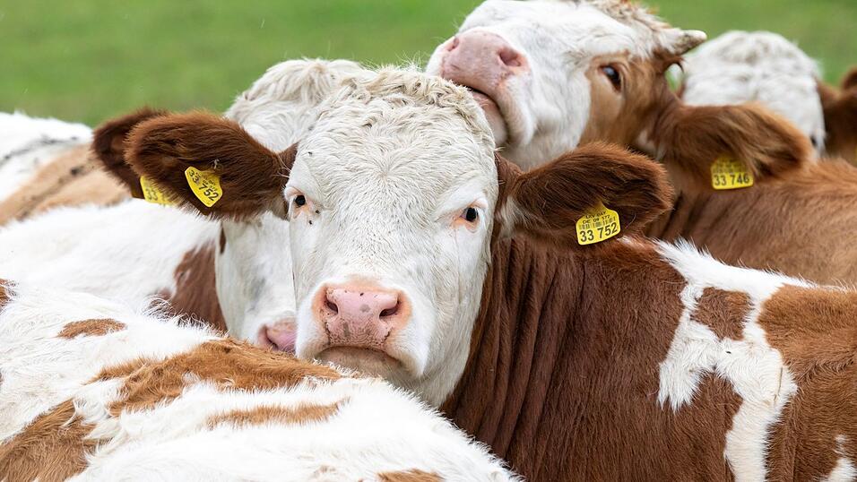 Behörden ermitteln nun, wie die Kuh getötet wurde. (Symbolbild) Behörden ermitteln nun, wie die Kuh getötet wurde. (Symbolbild)