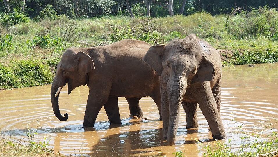 Asiatische Elefanten verlieren immer mehr ihres urspr&uuml;nglichen Lebensraums. (Archivbild)