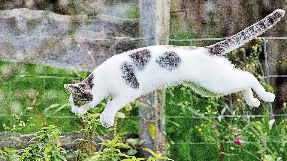 Freilaufende Katzen werden schnell trächtig und krank. Die Tierschutzvereine im Landkreis Landshut fordern deshalb schon seit Monaten die Einführung einer Katzenschutzverordnung, wie sie auch andere Landkreise haben. Freilaufende Katzen werden schnell trächtig und krank. Die Tierschutzvereine im Landkreis Landshut fordern deshalb schon seit Monaten die Einführung einer Katzenschutzverordnung, wie sie auch andere Landkreise haben.