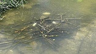 In der Wolfach wurden tote Fische gefunden.