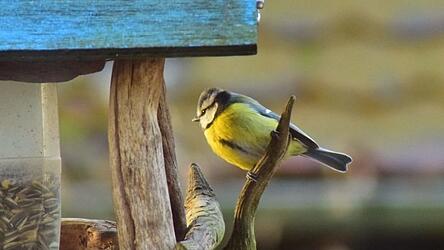Eine Blaumeise hat sich an der Futterstelle in Luise Heines Garten eingefunden.