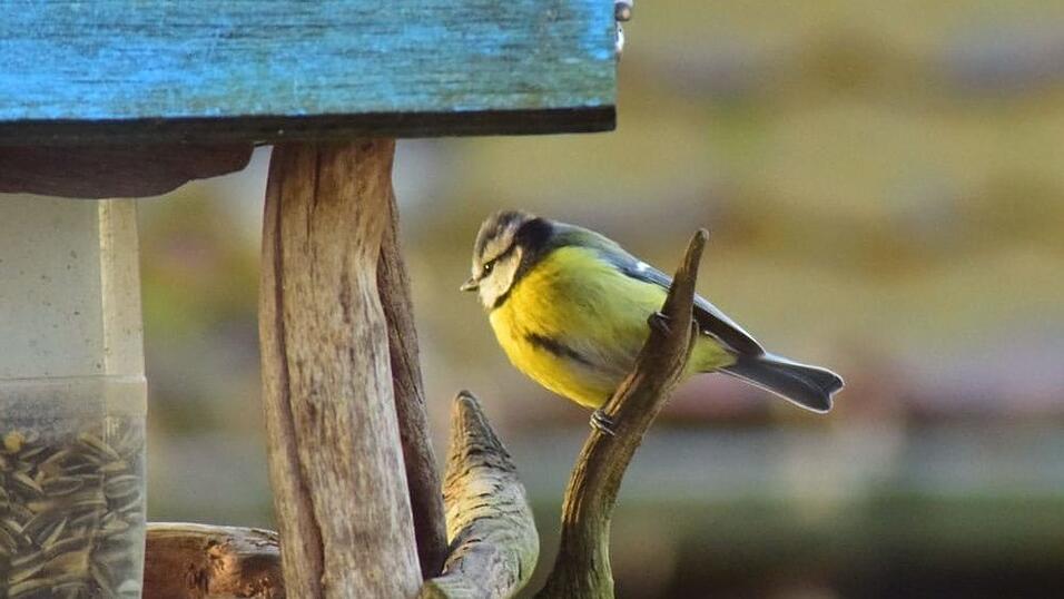 Eine Blaumeise hat sich an der Futterstelle in Luise Heines Garten eingefunden.