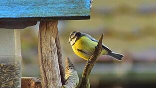 Eine Blaumeise hat sich an der Futterstelle in Luise Heines Garten eingefunden.