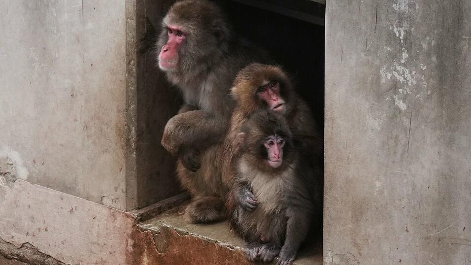 Aus Punch ist ein kleiner Rabauke geworden. (Archivbild)