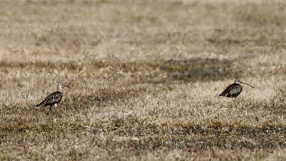 In der unteren Au in Schierling sind die Brachvögel zurück. Bereits vergangene Woche gab es die ersten Sichtungen. In der unteren Au in Schierling sind die Brachvögel zurück. Bereits vergangene Woche gab es die ersten Sichtungen.