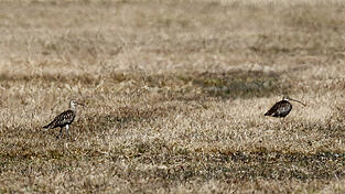 In der unteren Au in Schierling sind die Brachv&ouml;gel zur&uuml;ck. Bereits vergangene Woche gab es die ersten Sichtungen.