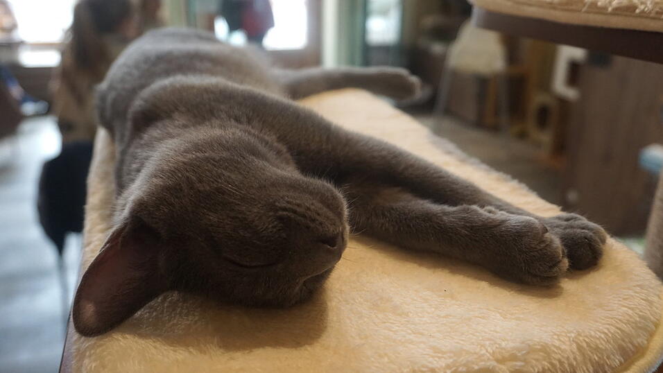 Kater Shadow schläft im Mittagstrubel.