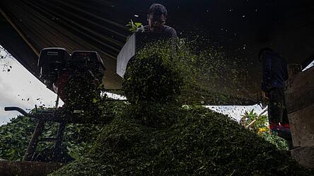 Kolumbien ist der gr&ouml;&szlig;te Kokainproduzent der Welt. (Archivbild)