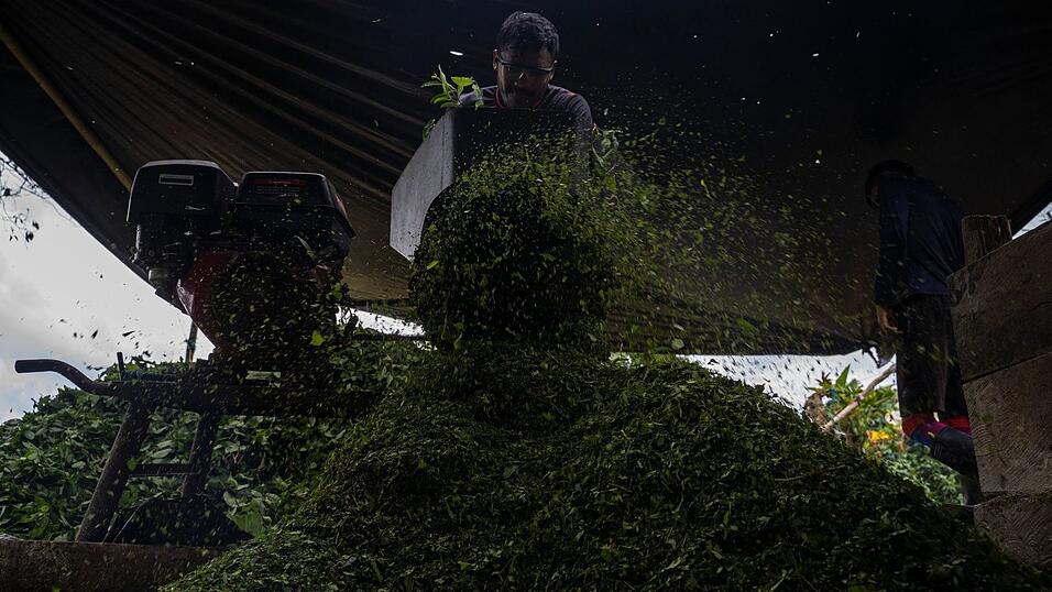 Kolumbien ist der gr&ouml;&szlig;te Kokainproduzent der Welt. (Archivbild)