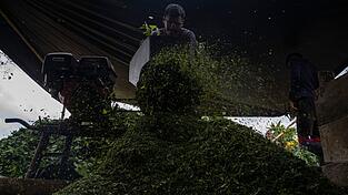 Kolumbien ist der gr&ouml;&szlig;te Kokainproduzent der Welt. (Archivbild)