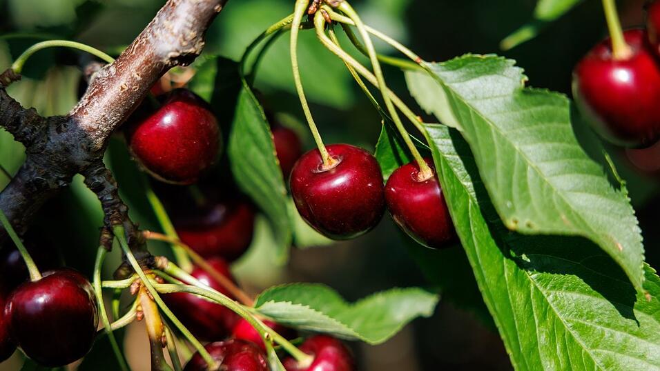 Die Kirschanbauer in Bayern hatten in diesem Jahr nicht mit Frostfolgen zu kämpfen. (Archivbild) Die Kirschanbauer in Bayern hatten in diesem Jahr nicht mit Frostfolgen zu kämpfen. (Archivbild)