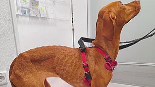 So sah die abgemagerte Bella noch vor einigen Monaten aus. Inzwischen wurde die Viszla-Hündin aufgepäppelt.