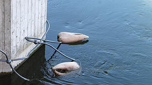 An der Heilig-Geist-Brücke findet sich dieses Kunstwerk. An der Heilig-Geist-Brücke findet sich dieses Kunstwerk.