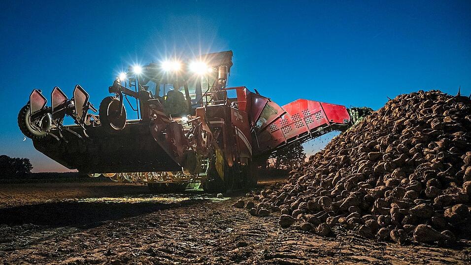 Die Zuckerrübenernte wird im Februar beendet. Fazit: viel Quantität, dafür wenig Qualität. Die Zuckerrübenernte wird im Februar beendet. Fazit: viel Quantität, dafür wenig Qualität.