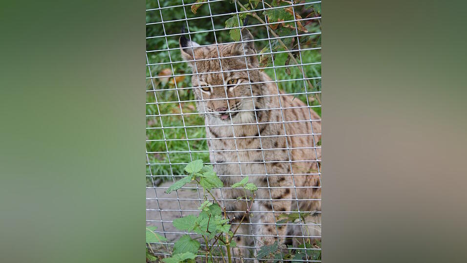 Luchs Carlo, der gern fotografiert wird, beobachtet Besucher aus seinen goldenen Augen.