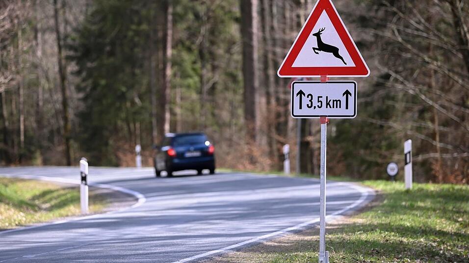 Wildunfälle sind keine Seltenheit: Mit dem richtigen Verhalten lässt sich aber mancher Unfall vermeiden. Wildunfälle sind keine Seltenheit: Mit dem richtigen Verhalten lässt sich aber mancher Unfall vermeiden.