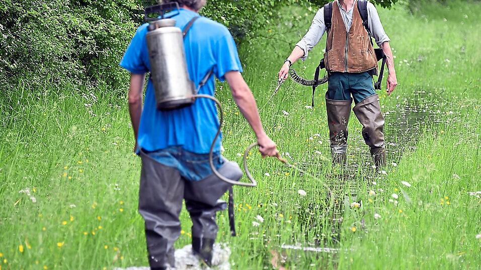 Mitarbeiter vom Bauhof entnehmen regelmäßig Proben und spritzen in den Brutstätten das Eiweißgranulat.