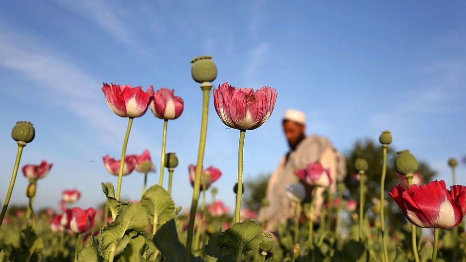 Die Taliban verboten 2022 den Anbau von Mohn. (Symbolbild)