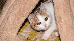 Die Angst ist diesem Kätzchen ins Gesicht geschrieben. Da hilft eine ruhige Höhle oder etwas Ablenkung mit Spielsachen. Die Angst ist diesem Kätzchen ins Gesicht geschrieben. Da hilft eine ruhige Höhle oder etwas Ablenkung mit Spielsachen.