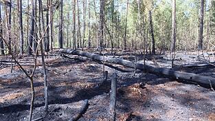 Auf einer Fläche von knapp 1,2 Hektar hatte sich der Waldbrand am Mittwochabend ausgebreitet. Das Feuer war zwar zügig unter Kontrolle, die Löscharbeiten auf dem trockenen Waldboden dauerten jedoch bis in die frühen Morgenstunden und auch den ganzen Donnerstag über noch an. Auf einer Fläche von knapp 1,2 Hektar hatte sich der Waldbrand am Mittwochabend ausgebreitet. Das Feuer war zwar zügig unter Kontrolle, die Löscharbeiten auf dem trockenen Waldboden dauerten jedoch bis in die frühen Morgenstunden und auch den ganzen Donnerstag über noch an.