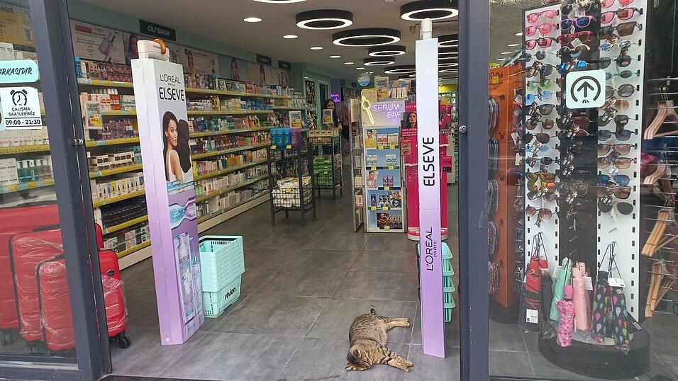 Man trifft sie wirklich überall an: Katzen in Istanbul.