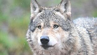 Nachdem ein Wolf eine Frau in Hamburg verletzt hat, ist noch unklar, was mit dem Tier passieren wird. (Symbolbild)