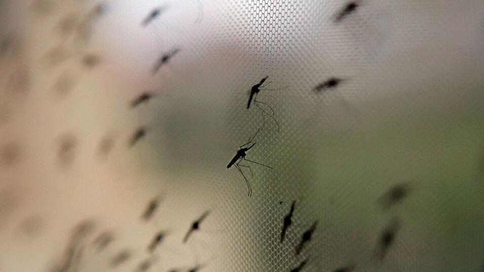 Auch in Bayern ist Flughafen-Malaria möglich, wenn auch unwahrscheinlich. (Symbolbild) Auch in Bayern ist Flughafen-Malaria möglich, wenn auch unwahrscheinlich. (Symbolbild)