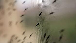 Auch in Bayern ist Flughafen-Malaria möglich, wenn auch unwahrscheinlich. (Symbolbild) Auch in Bayern ist Flughafen-Malaria möglich, wenn auch unwahrscheinlich. (Symbolbild)