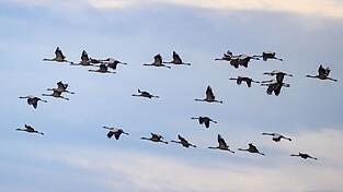 Während des Vogelzuges im Herbst besteht die größte Gefahr, dass Vögel gegen Glasfassaden fliegen. (Archivfoto)