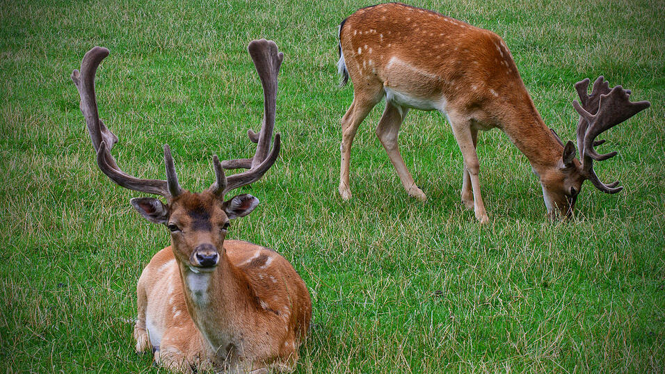 Das Motiv für Februar von Joachim Walter.
