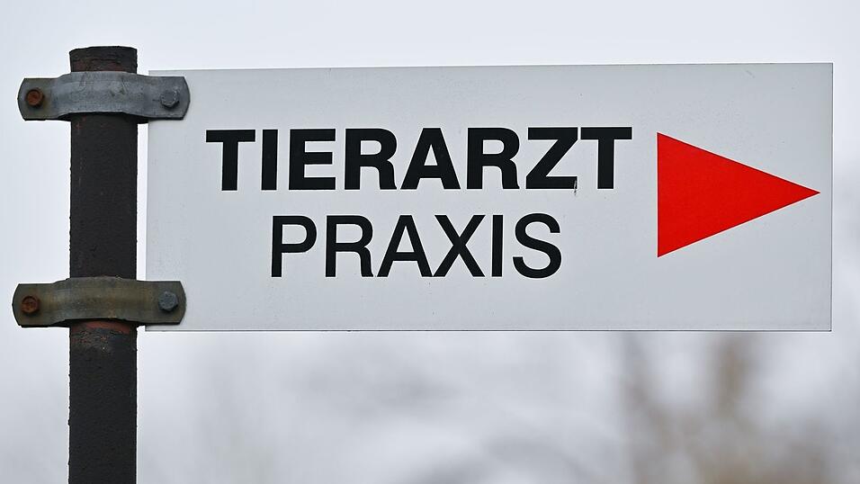 Tierheime beklagen h&ouml;here Kosten bei der Behandlung von Tieren. (Symbolbild)