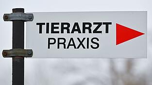 Tierheime beklagen h&ouml;here Kosten bei der Behandlung von Tieren. (Symbolbild)