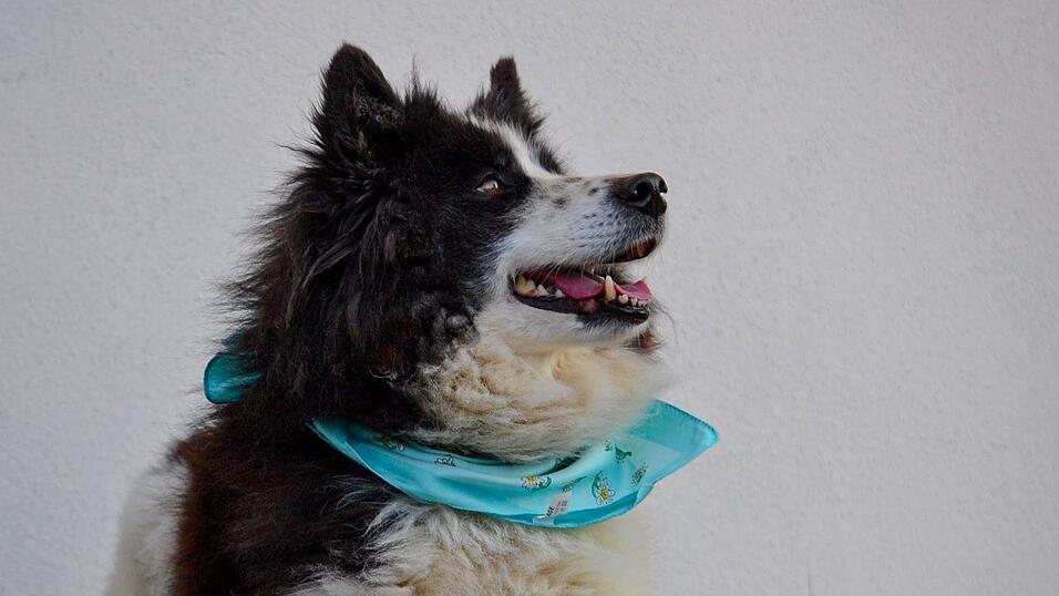 Der Samojeden-Collie-Mix scheint immer zu l&auml;cheln.