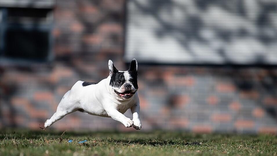 Eine Bulldogge hat am Samstag zuerst einen anderen Hund angegriffen und dann dessen Herrchen in den Arm gebissen. (Symbolbild) Eine Bulldogge hat am Samstag zuerst einen anderen Hund angegriffen und dann dessen Herrchen in den Arm gebissen. (Symbolbild)