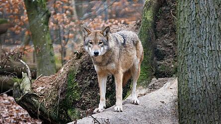 Ein Wolf streift durch ein Gehege.