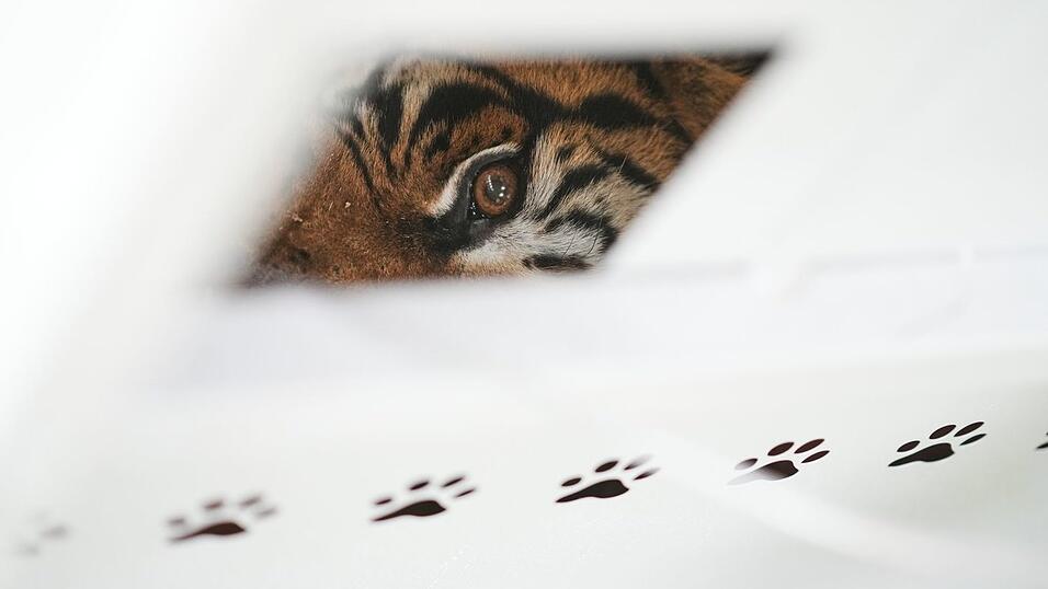 Der Zoo Luján war 2020 aus Tierschutzgründen geschlossen worden. Der Zoo Luján war 2020 aus Tierschutzgründen geschlossen worden.