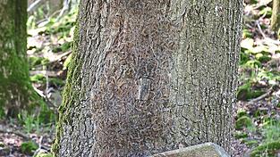 Der befallene Baum steht hinter einer Bank am Hammerb&uuml;hlweg zwischen Glei&szlig;enberg und dem Schullandheim in Ried.