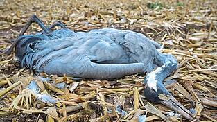 Zwei verendete Wildvögel wurden aufgefunden. (Symbolbild) Zwei verendete Wildvögel wurden aufgefunden. (Symbolbild)