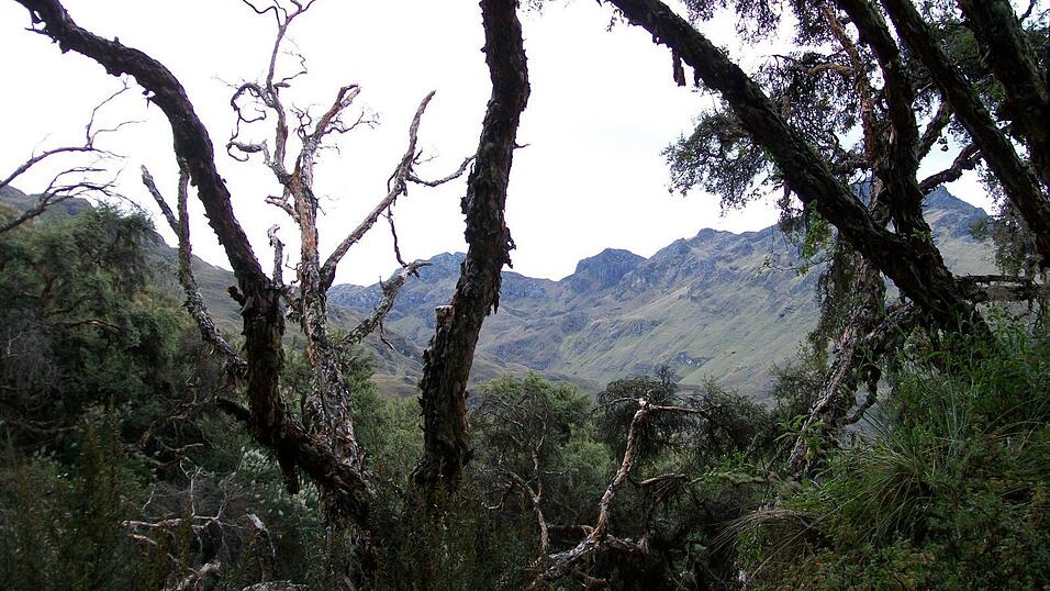 Bilder zum Thema Bilder zum Thema