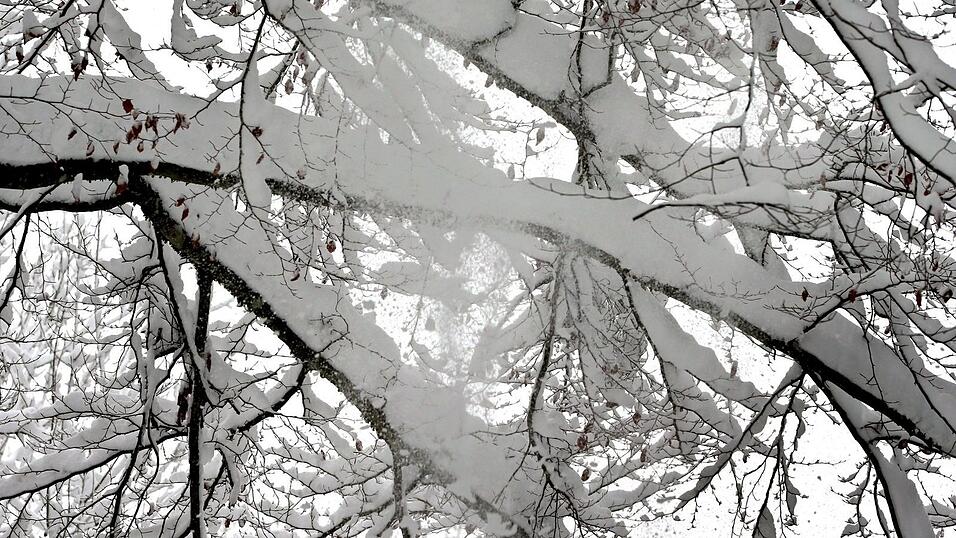 Die schwere Schneelast auf vielen Bäumen ist gefährlich. (Symbolbild) Die schwere Schneelast auf vielen Bäumen ist gefährlich. (Symbolbild)