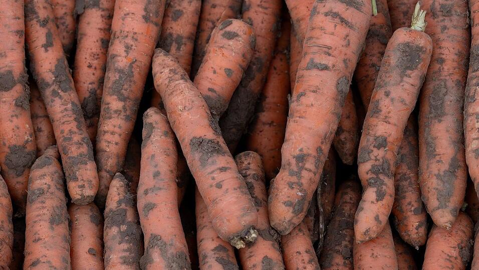 Bei der F&ouml;rderung des Bio-Anbaus ist nach Ansicht des Verbandes B&Ouml;LW noch viel Luft nach oben. (Archivbild)