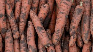 Bei der F&ouml;rderung des Bio-Anbaus ist nach Ansicht des Verbandes B&Ouml;LW noch viel Luft nach oben. (Archivbild)