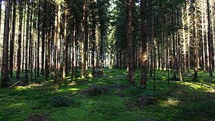 „Der Wald ist ein Therapiezentrum“, sagt Oischinger. „Der Wald ist ein Therapiezentrum“, sagt Oischinger.