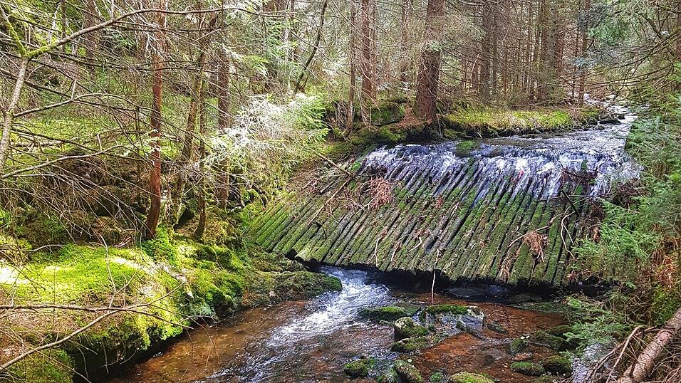 Am Dienstag erfahren die Teilnehmer entlang des Triftsteiges viel Wissenswertes über die Holztrift, wie sie früher hier praktiziert wurde. Am Dienstag erfahren die Teilnehmer entlang des Triftsteiges viel Wissenswertes über die Holztrift, wie sie früher hier praktiziert wurde.