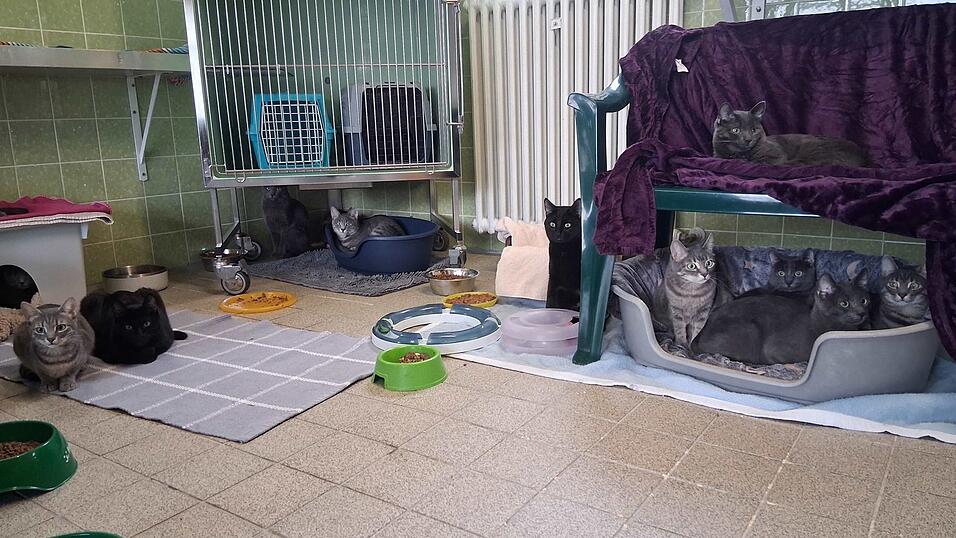 Einige der geretteten Katzen sitzen in einem Tierheim in M&uuml;nchen.