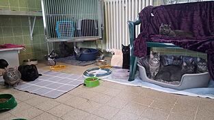Einige der geretteten Katzen sitzen in einem Tierheim in M&uuml;nchen.