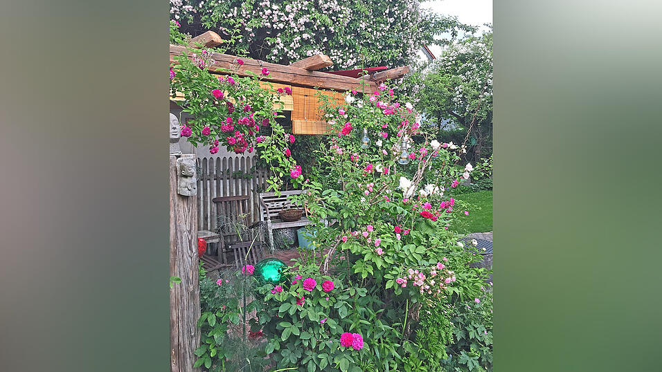 100 verschiedene Rosensorten im Garten