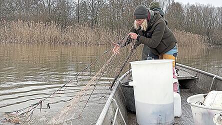 Die Netze liegen meist &uuml;ber Nacht im Fluss und werden aufgespannt, sodass die Fische darin h&auml;ngen bleiben.